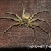 spider_huntsman_kbr_h_0046_sul0711.jpg